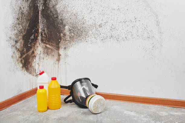 Best Mold Cleaning Services  in Lake Jackson, TX