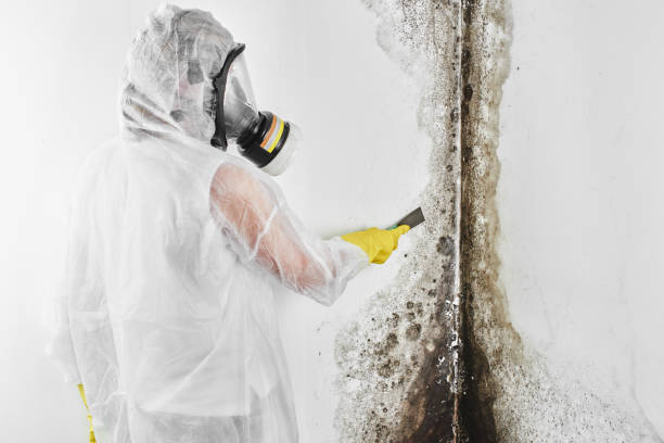 Best Mold Damage Repair  in Lake Jackson, TX