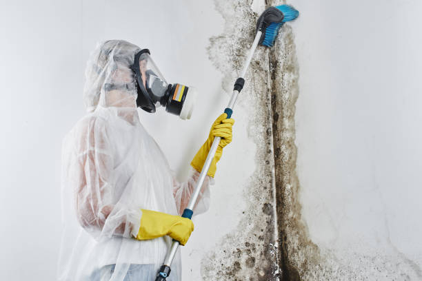 Best Mold Remediation Experts  in Lake Jackson, TX