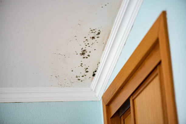 Best Mold Testing  in Lake Jackson, TX