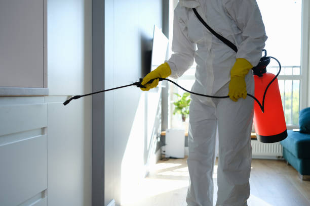 Trusted Lake Jackson, TX Mold Removal Experts