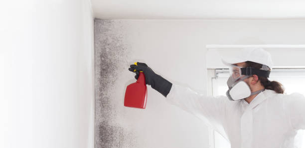 Best Attic Mold Removal  in Lake Jackson, TX