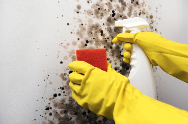 Best Emergency Mold Removal  in Lake Jackson, TX