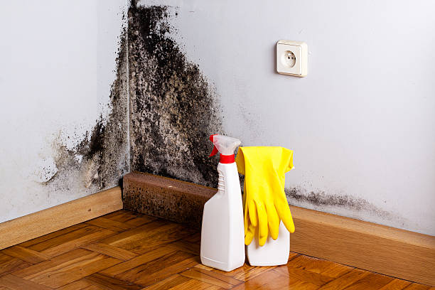 Mold Removal and Inspection in Lake Jackson, TX