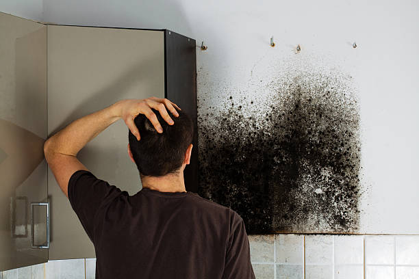 Best Toxic Mold Removal  in Lake Jackson, TX