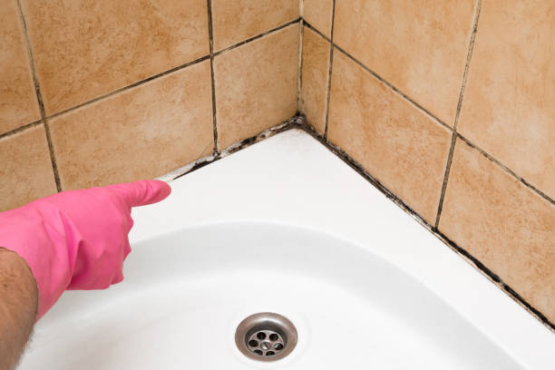 Best Office Mold Removal Services  in Lake Jackson, TX